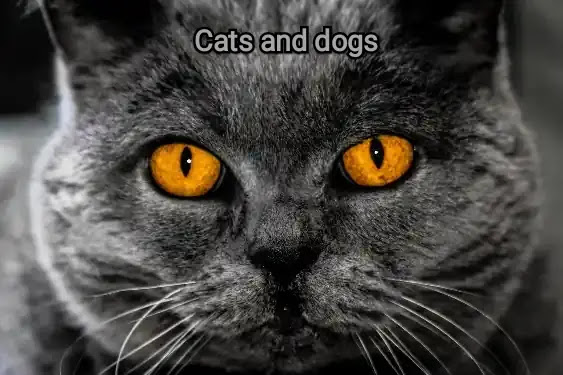 30 interesting facts about different types of cats Learn how to treat your cats