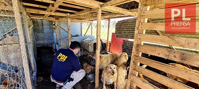 Descubren maltrato animal en la comuna de Maullín