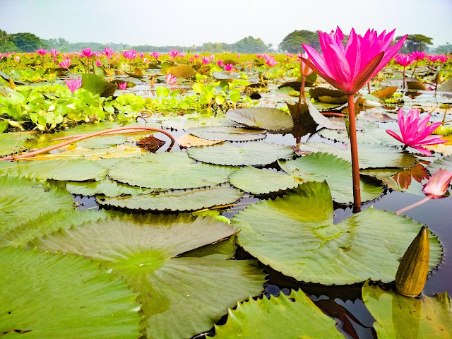 water-lily-barisal-bangladesh-lake