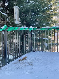 squirrel sitting in snow under a hanging bird feeder