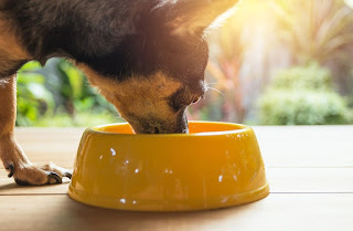 ¿Es bueno que un perro coma comida húmeda?