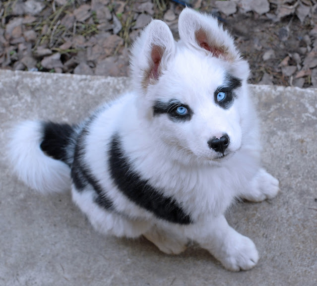 Which Dogs Have Blue Eyes