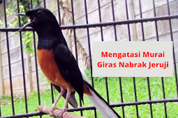 Mengatasi Murai Giras Nabrak Jeruji