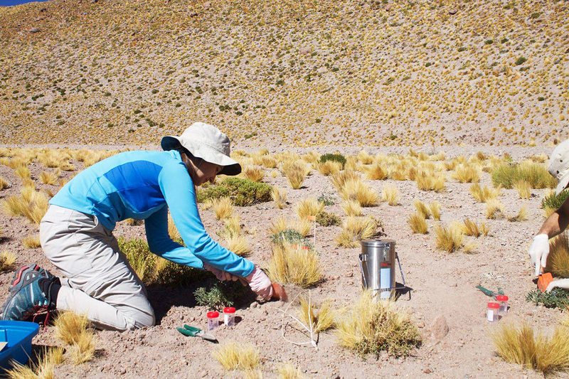 Científicos encontraron mina de oro genética en el desierto