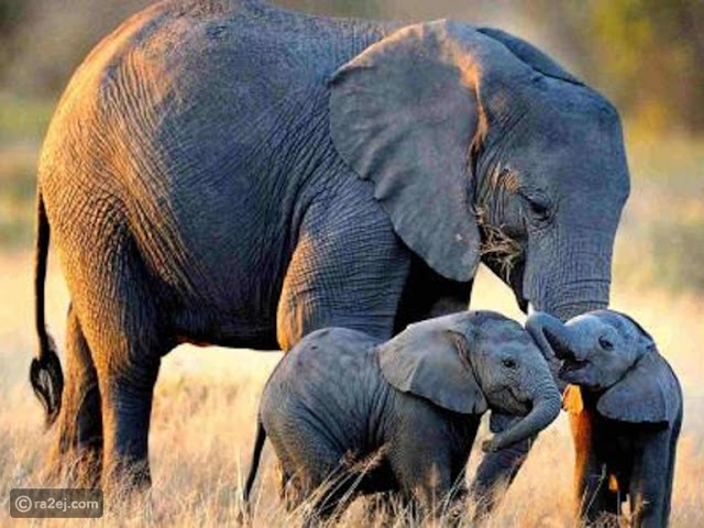 معلومات عن الحيوانات : معلومات عن الفيل غريبة وطريفة تعرفها لأول مرة