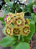 auricula 'Grenache' ушковая примула бордюрные аурикулы