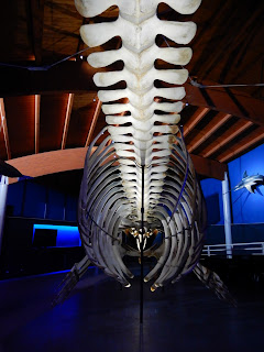 地中海歴史自然博物館の鯨の骨格標本