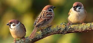 Bird songs are disappearing little by little How does this affect the sound landscape of nature?