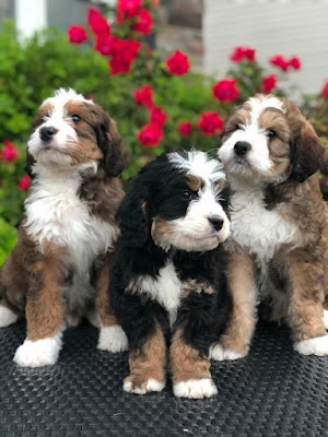 Bernedoodle puppies for sale in Illinois