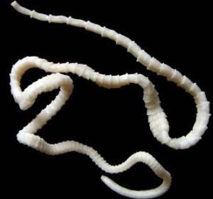 Tapeworm is certainly one of the most dangerous animals in the world today.