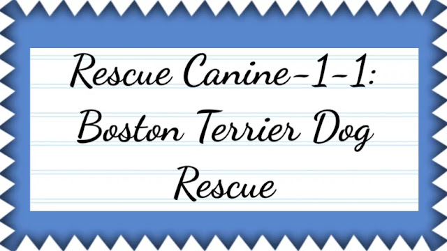 Rescue Canine-1-1: Boston Terrier Dog Rescue