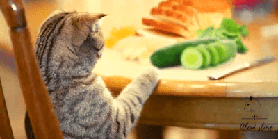 What Human Foods Can Cats Eat?