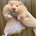 Hamster Syrian