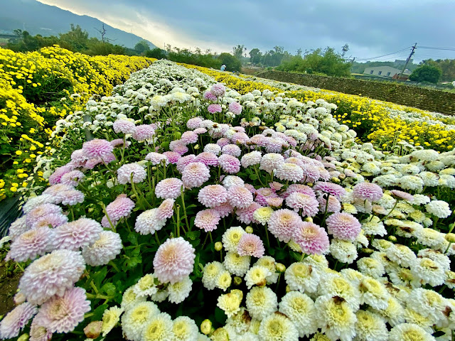 銅鑼杭菊