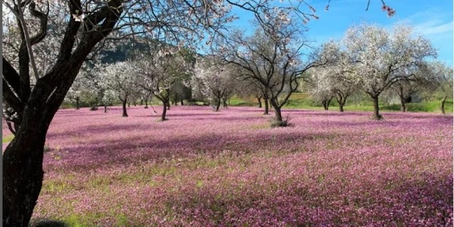 Το περίφημο ροζ λιβάδι της Κύπρου εμφανίστηκε και φέτος