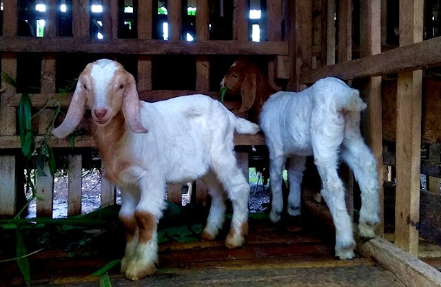 Berikut Untung Ruginya Ternak Kambing Dengan Analisis Modal Bagi Pemula