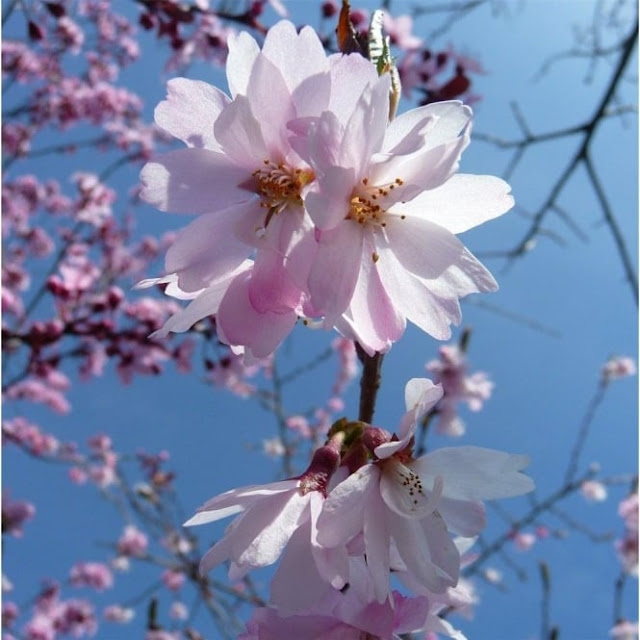 Prunus x subhirtella 'Autumnalis Rosea'