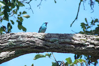 Periquito azul, árvore