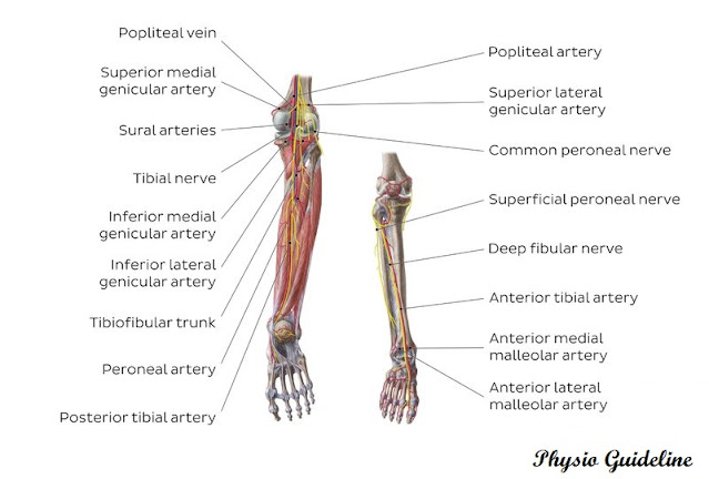 Nerves of Lower Limb
