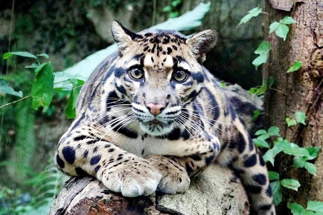 Leopardo nebuloso de Taiwan talvez não esteja extinto