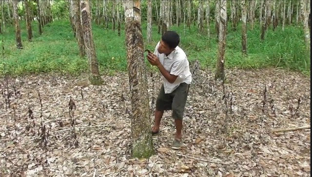 Produksi Terbatas Karena Hujan, Harga Karet di Madina Naik Rp1.500 Per Kilogram 