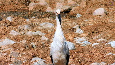 昆陽池公園のコウノトリ