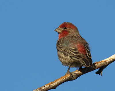 Photo of male House Finch on a branch