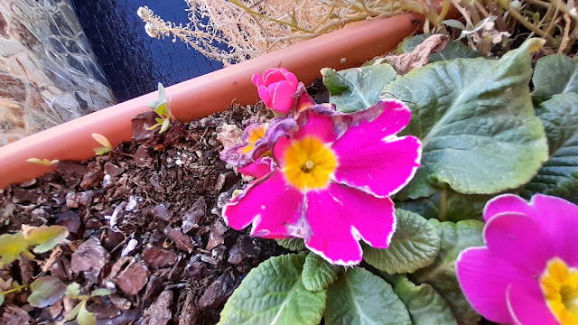 Prímula (Primula acaulis L.).