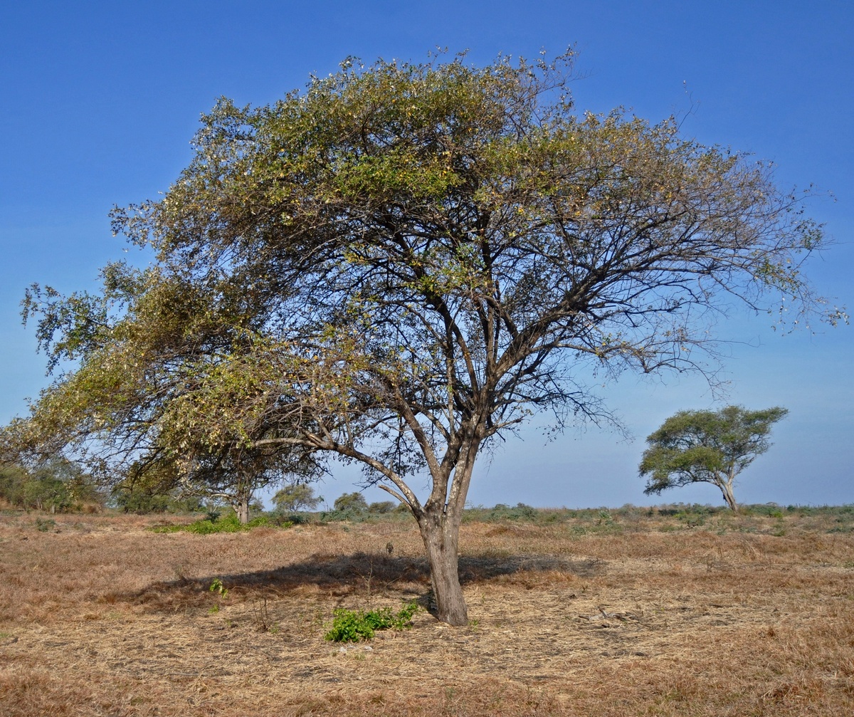 Pohon Sidr (Bidara) : Sumber Nektar Madu Yaman Terbaik Sidr