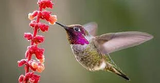 An international team of scientists has solved the mystery of hummingbird hummingbirds The beautiful thing about a hummingbird's intricate wing beat is that it creates a higher pitch, and it is these notes that give the sound its own character.  As soon as you hear its sound, you can immediately distinguish it from other types of birds, but the reason behind the hummingbird's hum has remained a hot mystery scientists have explained to this day.  In a report published in the Guardian newspaper (The Guardian) on March 16, the writer indicated that the main reason appears to lie in the forces of aerodynamics, and then the change in pressure produced when the wings are moved.  This is according to the results of research conducted by scientists from the American Stanford University and the Dutch Eindhoven University of Technology, in partnership with the Dutch company Sorama, and published in the journal eLife on March 6, 2021. , after experimenting with a species known as Anna's hummingbird.  While it was known that the hum was associated with the movement of the wings, the reason behind the sound was not clear, as it was likely that the pressure change caused by the flutter and the vortices generated in the air And the whistling of the feathers is the cause of the sound.  3D audio map The team placed more than 2,000 high-speed microphones and cameras around a cage in which six hummingbirds were feeding on an artificial flower, allowing them to capture the birds' sounds and then create a 3D sound map, correlating it with the movement of the wings captured by the cameras.  To find out where the sounds came from, the team sought to measure the lift and friction forces caused by flapping wings. To do this, they created another experiment where the birds were surrounded by pressure gauges, as well as high-speed cameras, and watched them while flapping, quantifying the pressure forces produced and how they changed over time.  When the researchers combined information about the forces with the movement of the birds' wings, they were able to predict the sounds that would arise from these factors alone, and then compared them to the 3D sound map generated by the first experiment.  The results revealed that the aerodynamic forces generated during the movement of the wings, along with the speed and direction of the wings' movement, are largely sufficient to explain the hum.  The secret of the movement of the wings The team noted that the critical factor is the movement of the hummingbird's wings. While most birds create lift only when the wing is downward - the team found it to be the primary sound source - hummingbirds do so in the wing movement down and up as a result of the unusual wing movement, which follows A U-shaped path.  Furthermore, these bangs occur much faster in hummingbirds (about 40 times per second), and as a result, the team says that the movement of a hummingbird's wing generates sounds at both 40 and 80 hertz, which they found to be the main components of humming.  But the fluctuation of forces in the wing strokes, and the effect of the movement of the U-shaped wing, generated higher frequency tones for these sounds.  “The beautiful thing about a hummingbird’s complex wing beat is that it causes a higher pitch, and it is these tones that give the sound its character. The special way the forces change creates the sound we hear,” he says to Lintick. “That alone is enough to understand the source." main tinnitus.  The team applied a simplified version of their theory to data on flying creatures, from mosquitoes to birds such as pigeons, to reveal why their movement produces different sounds. "It's the different way the thrust forces are generated, which gives each bird a different sound," he explains.
