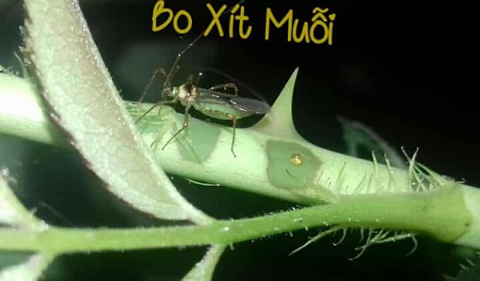 Bọ Xít Muỗi Chích Mầm Hoa Hồng Xoăn Tít