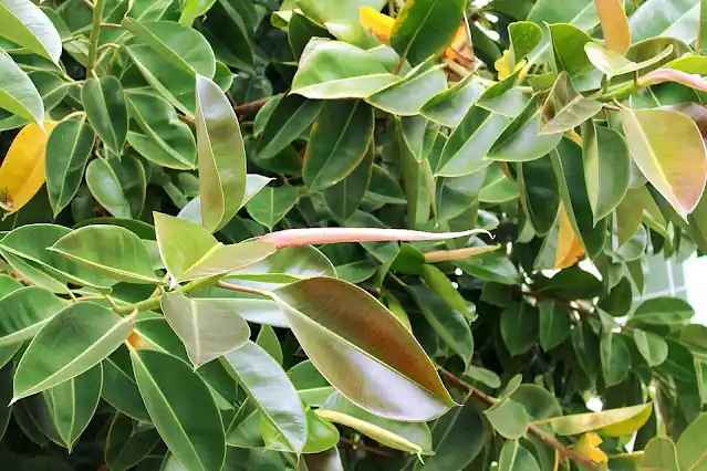 Kauçuk Ağacı (Ficus Elastica) Bakımı Budaması ve Özellikleri