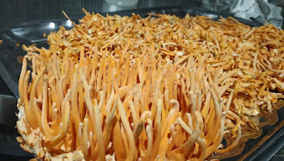 Cordyceps Militaris Mushroom Cultivation Training in Bhubaneshwar | Mushroom farming training | Biobritte mushroom center