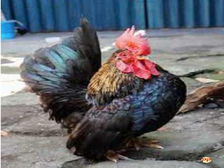Harga Ayam Serama per Ekor dan Pasang (Anakan, Dewasa) Terbaru