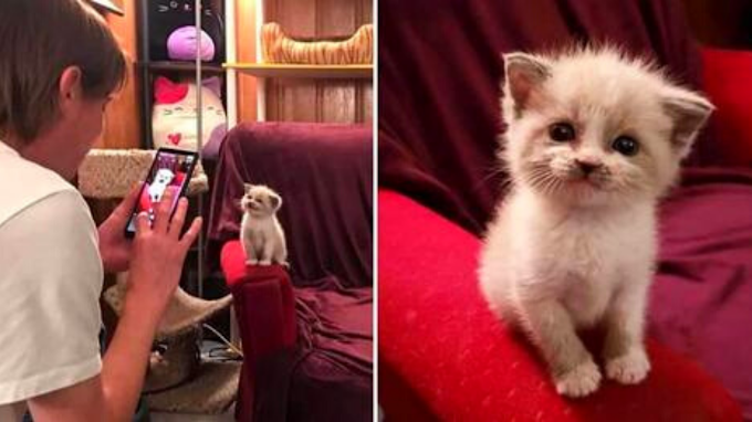 cute foster kitten is smiling in this viral picture