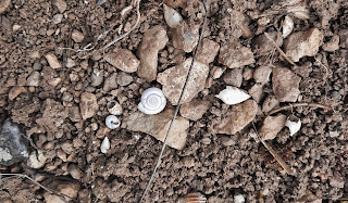 Melanopsis y Cepaea in situ, Castrillo del Val, Burgos