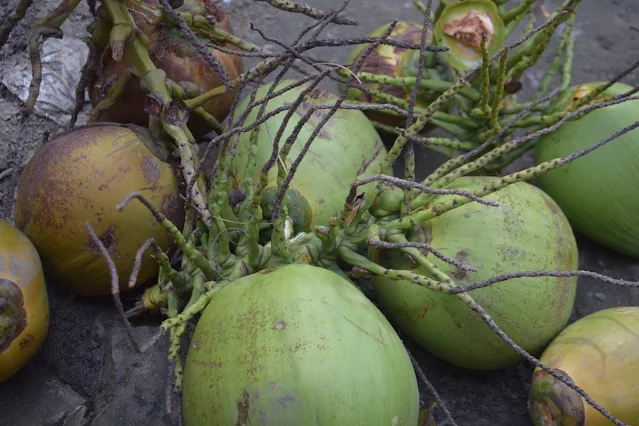 Beautiful Green Coconuts