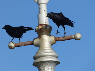 Carrion Crows