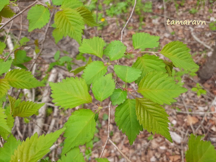 Вишня Максимовича / Черёмуха Максимовича (Cerasus maximowiczii, =Prunus maximowiczii, =Padus maximowiczii)