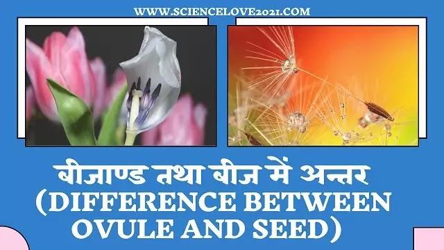 बीजाण्ड तथा बीज में अन्तर(Difference between Ovule and Seed)|hindi