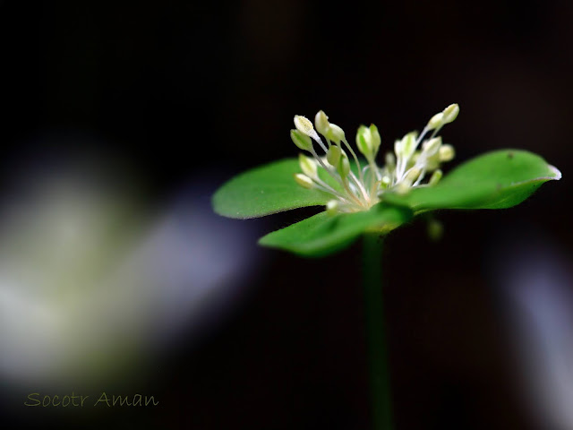 Anemone flaccida