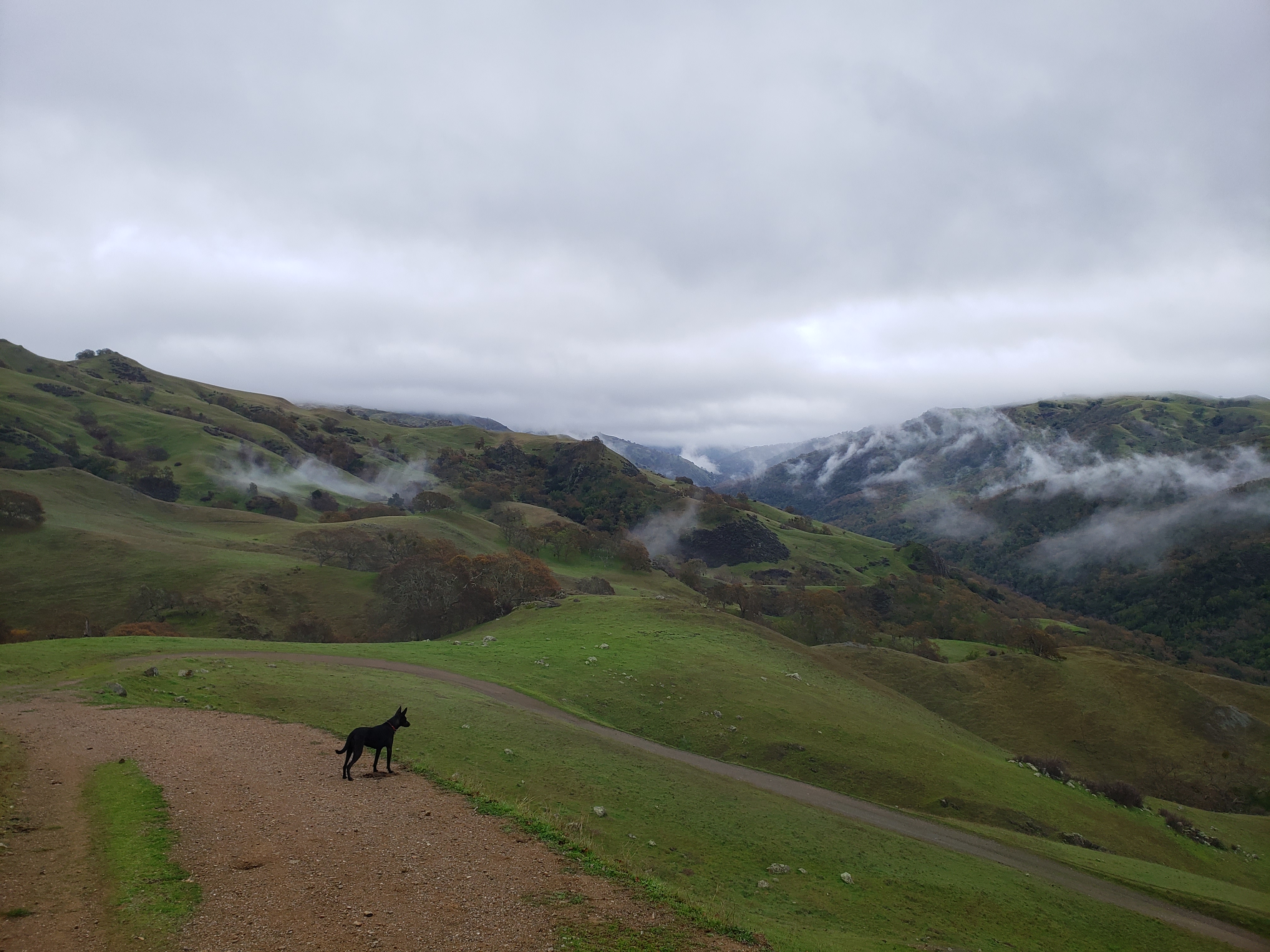 Pepper looking back along the trail