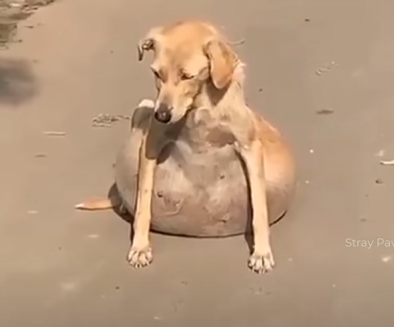 Rescue puppy with ton of fluid in his abdomen, People thought she was pregnant