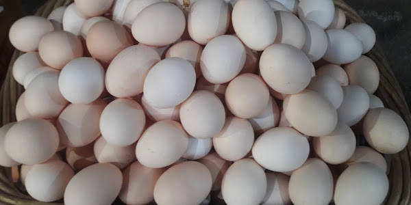 HOW TO INCREASE CHICKEN EGG PRODUCTION