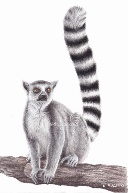 How to draw a Ring Tailed Lemur with colored pencils - a step by step tutorial