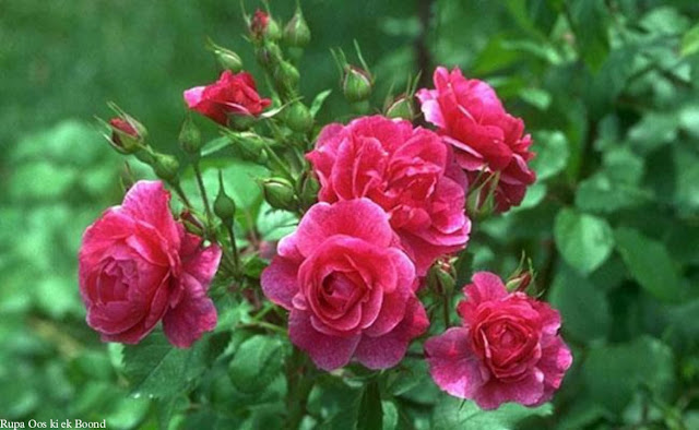 गुलाब के फायदे, नुकसान, उपयोग और औषधीय गुण