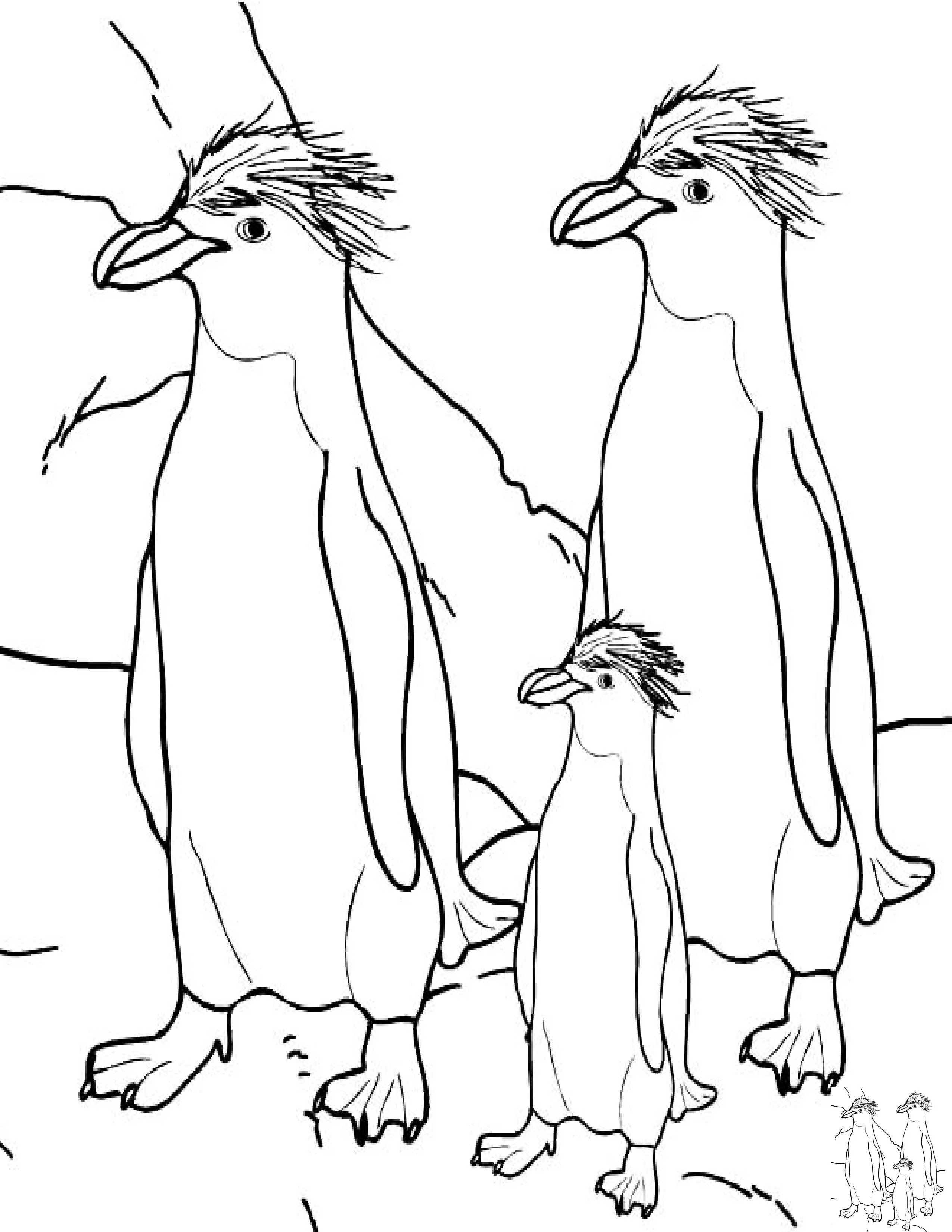 Coloring pages of penguin