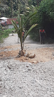Tak Kunjung Diperbaiki, Warga Tanam Pohon Pisang dan Kelapa di Jalan Rusak