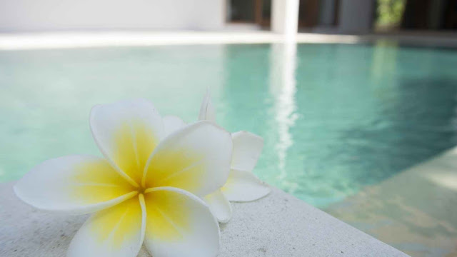 A frangipani flower in front of a swimming pool to represent Spa days in Essex stock image from canva