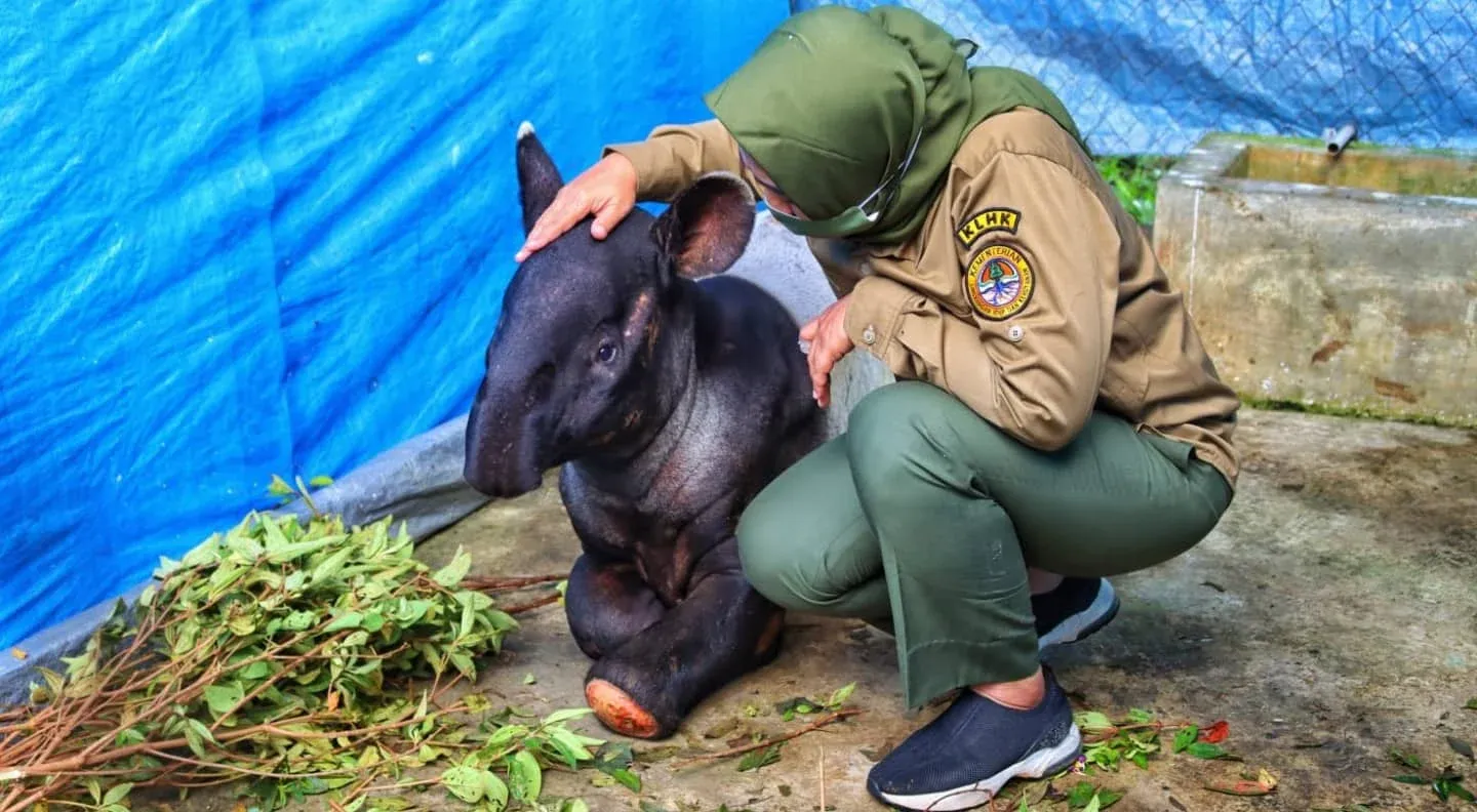 The female Tapir which was rescued last October was reportedly recovering well. (Photo: BBKSDA Riau)